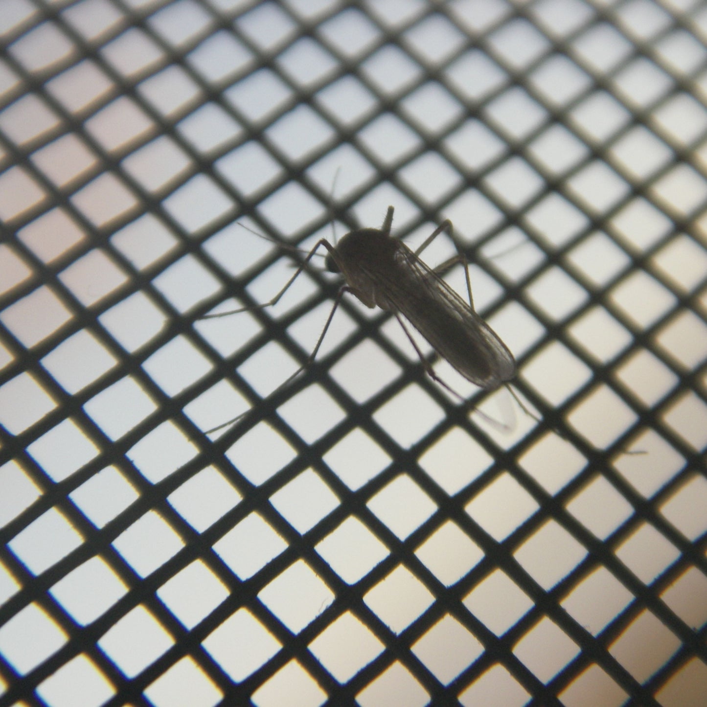 Rede Mosquiteira Magnética Anti-Insetos